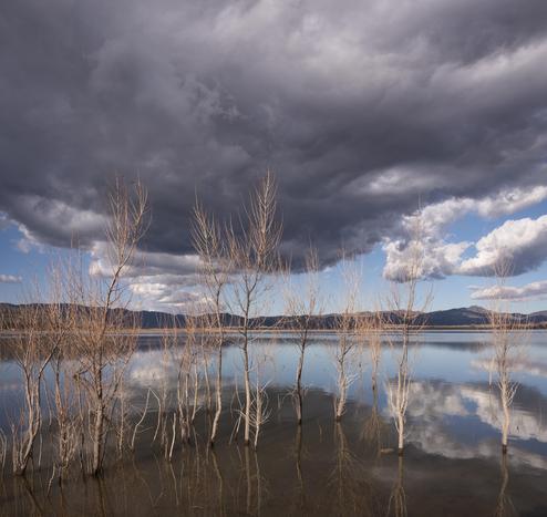 A color photograph of small, bare trees in Lake Henshaw, East County San Diego, California. Still water made for a wonderful reflection of trees and large clouds above.