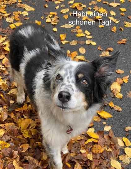 Bordercollie, Lucky sieht dich an. Auf dem Boden liegt Herbstlaub.