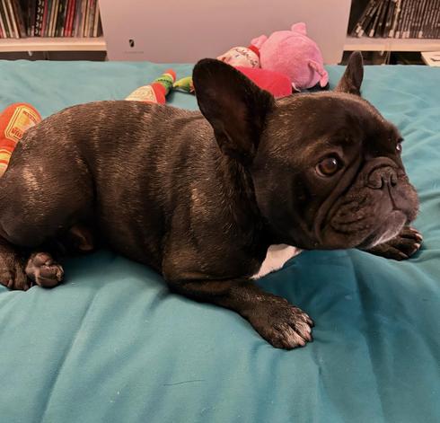 My adorable dark-brindle French bulldog lying in bed looking up, his hot sauce and pig stuffy toys strewn out behind him.