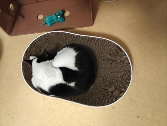 black and white cat in roundish bedlike furniture. its made of cardboard and for the cat to scratch.