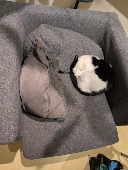 Same cat rolled up in grey chair
