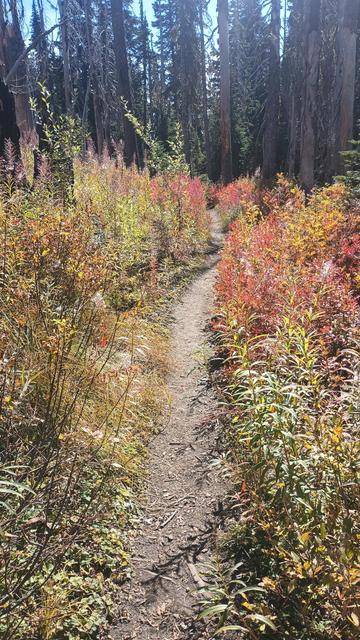 A dusty trail through a burn scar. Gray dead trees are overgrown with purple fire weed and red leaves of berry bushes.