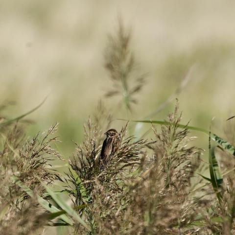 Almost hidden among the reeds is a juvenile reed sparrow sitting on one of the reed plumes, the green and beige background is blurred with a big blurred reed plume in the middle.