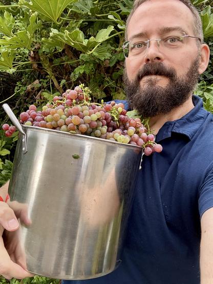 Me holding a large steel pan full of bunches of grapes. There is a green shield bug sitting on the side of the pan.