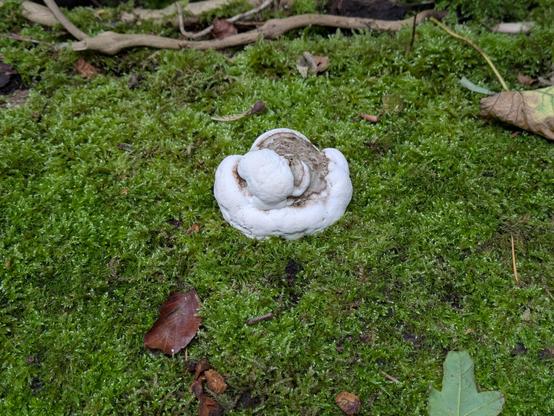 A white and grey fungus in bed of moss.