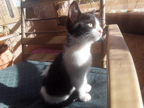 This is a photograph of Baby Cat when she was actually still a baby.  She is a tuxedo with white legs, a white chest, and a white nose and mouth.  The black on her face forms a mask that covers her eyes and ears.  Her nose is adorably pink.  In this picture she is sitting up, on a patio chair, gazing toward the sun, looking as though she's thinking deep thoughts.
