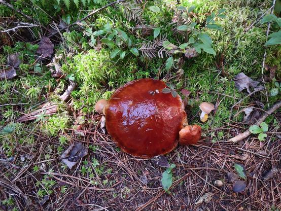 A mushroom with a wet looking deep red cap.