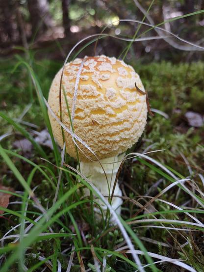 A mushroom with a white stem and a knob-shaped top of yellow-orange showing through a top fuzzy pale yellow layer.