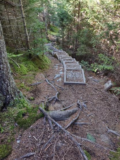 A path through a forest goes down a steep hillside. Overlapping boxes filled with gravel make a staircase down.