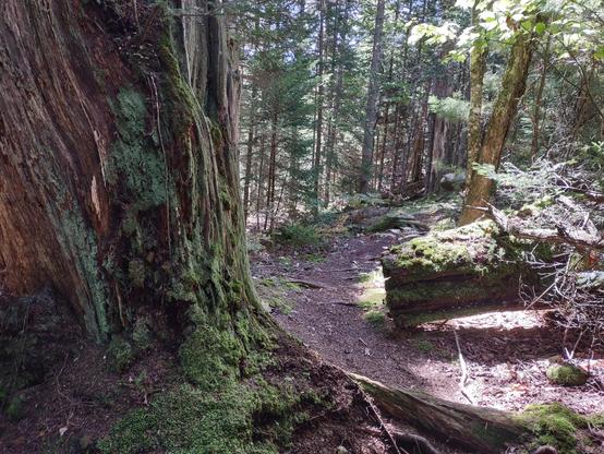 A path through trees past an ancient, moss and lichens covered tree stump.