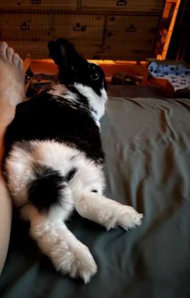 Bunny has flopped beside a leg by the edge of the bed and appears to be going nowhere.
