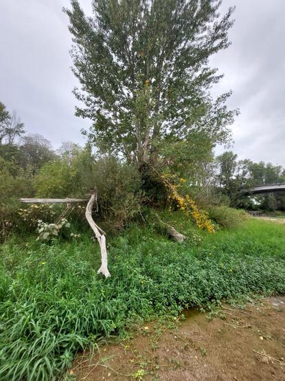 Autre vue arborée de l' îlot du fleuve Loire