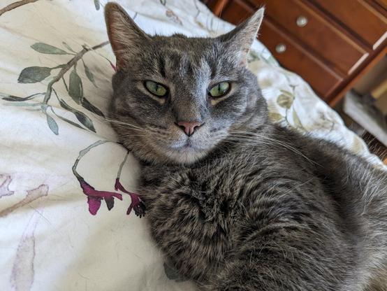 Gray kitty lifts his head slightly from a nap to acknowledge my presence handsomely