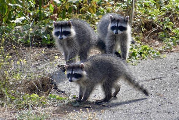 Three gray and fluffy young raccoons stopped standing on old light gray asphalt as if  they had just been in motion, with green foliage and grasses behind them. 

They all appear to be cautiously looking in the same direction, one still in a crouching half-step. They are lit from the back and side by hazy sunlight, casting soft shadows beneath themselves. 

Their dark eyes are just visible in the black fur patches around the eyes.
