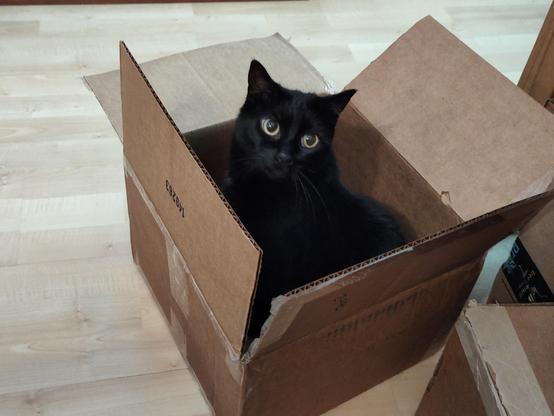 Laurel, the black kitty, is sitting in a box looking proudly at the camera.