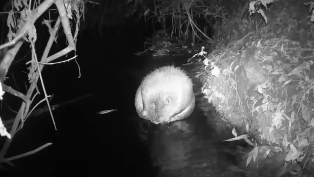 Wildlife cam footage of a very furry plump happy beaver appearing to wash its belly on the river bank