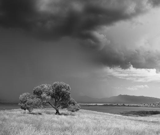 A black and white photograph of a tree on a hill in East County San Diego, California. Lake Henshaw can be seen in the background with heavy monsoon rain falling in the distance.