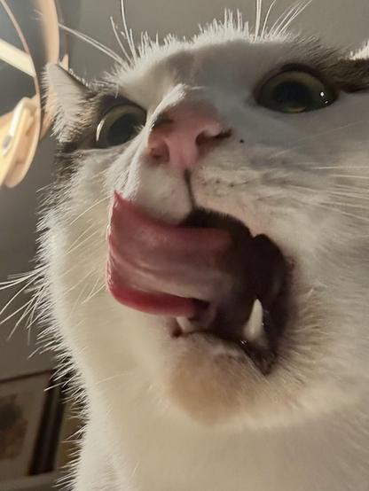 White cat, tongue killing out, clearly ready to party…