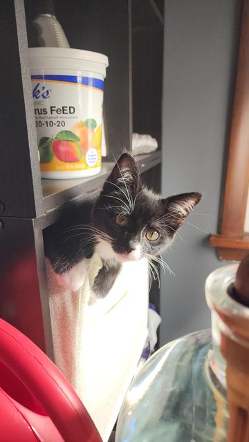 A black and white tuxedo kitten with dark yellow eyes and energetic whiskers and eyebrows sticks her head and front paws out of a cream fabric basket on a black bookshelf. The shelves around her are filled with plant supplies.
Most of her face is black, with a thin stripe of white going up the left side of her nose, her left jaw and chin are also white. Her legs are black with just the toes on both feet being white.