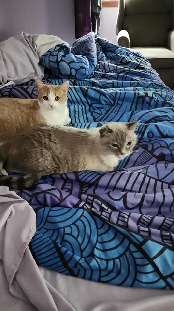 An orange and white tuxedo cat (2 year old Ginger) lays behind a grey Siamese (13 year old Sasha) on an unmade bed with lavender sheets and a blue and purple comforter. They're both in full loaf and looking towards you.