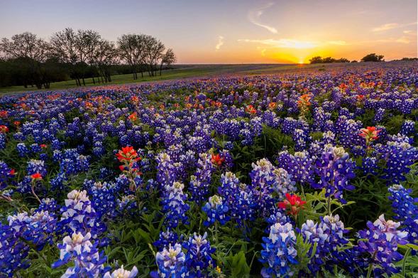 Orange and yellow sunset over a beautiful field of Texas Hill Country bluebonnets and scarlet Indian paintbrush wildflowers. A line of bare trees marches across the top left of a distant green field. It's said that flowers are a gift of love from the earth to the sky.