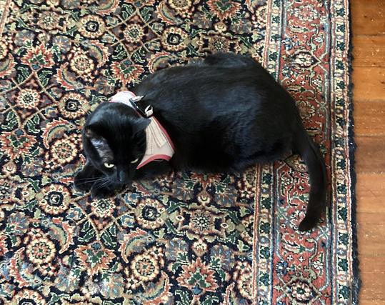Black cat wearing a pink harness.  Not happy about it.  Basically refusing to move with this awful thing wrapped around the body.