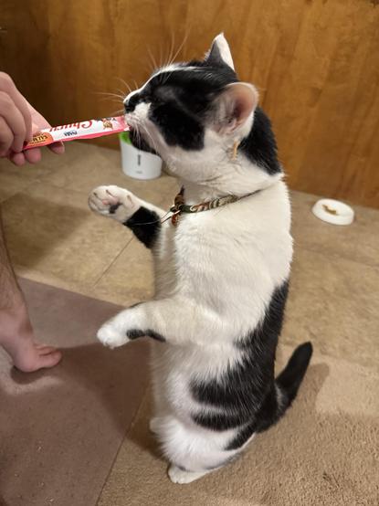 A cow cat is up on her hind legs to enthusiastically monch on a churu.