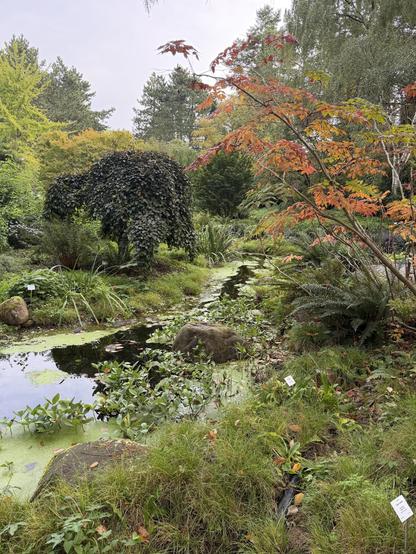 Eine ruhige Gartenszene mit einem Bach, umgeben von üppigem Grün, Felsen und verschiedenen Pflanzen. Die Landschaft umfasst einen markanten Baum, der in dunkles Laub drapiert ist, und bunte Herbstblätter in Rot- und Orangetönen.