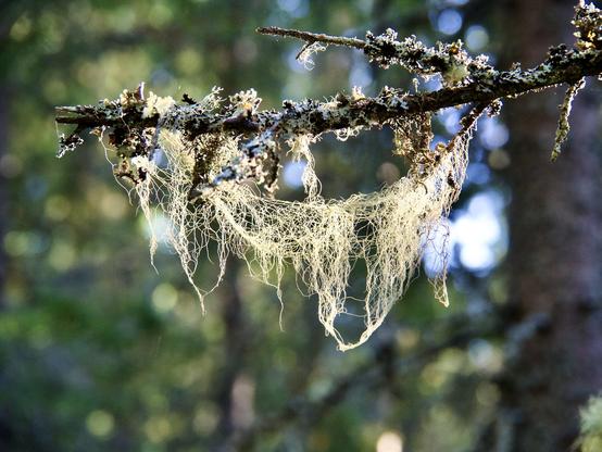 A close-up of a lichen «beard» hanging off a branch encrusted with other forms of lichen. The lichen is backlit by the late afternoon sun.