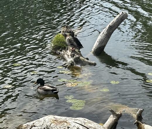 Ducks  gabbling on a cute grassy log in the lake