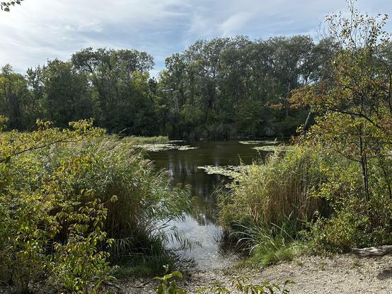 a side view of a very familiar place - a shallow lagoon, with reeds, weeds, and lilies