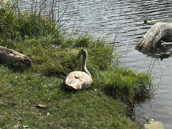 Young goose still has brown feathers sitting in the grassy bank