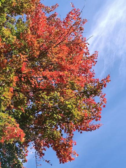 A view looking up at a tree where the leaves are changing from green to reds and oranges. The blue sky behind the tree contrasts with the reds and oranges.
