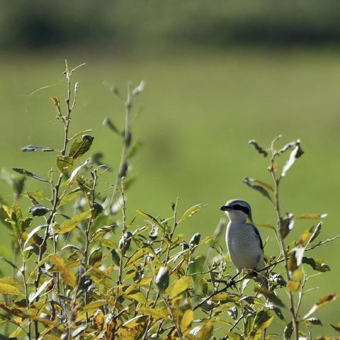 A great grey shrike sitting to the right in a bush looking for something to the left, it has a grey head, a long black eye-patch and a light chest with a subtle pattern in light grey, the background is green and blurry.