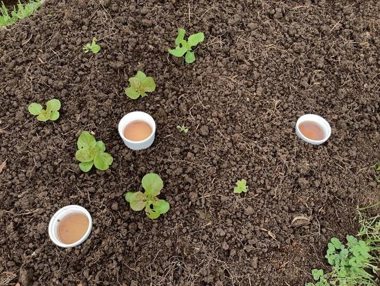 Three small ramekins filled with beer, placed amongst 10 young lettuce plants (four of which have heavy slug damage).