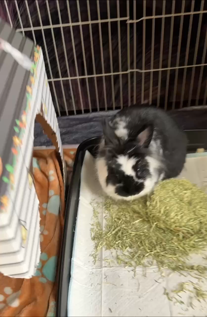 Fluffy lionhead comes up to camera with hay sticking out of mouth. One ear turns inquisitively forward at the end.