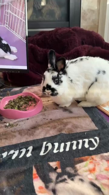 A little Netherlands dwarf hops inquisitively up to the camera (and gets a little too close)