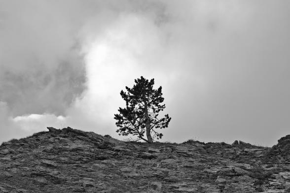 A lone tree on a flat rocky surface with lots of clouds behind. It's all grey.