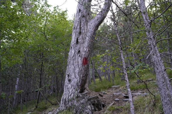 Near the beginning of the indistinct trail up to Naoum Ridge. Red trail marker painted on a tree.