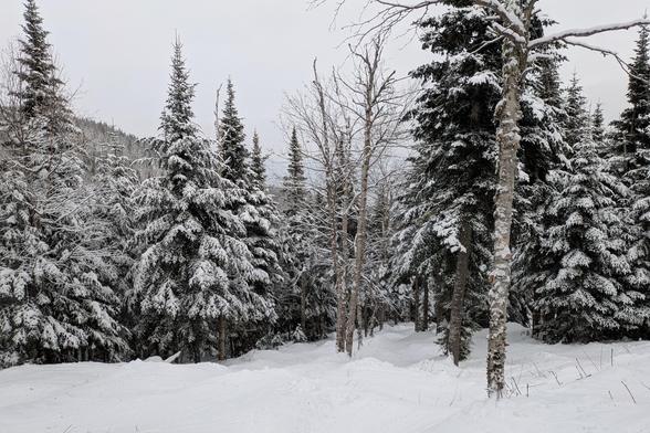 This gladed ski run goes through the snow-covered conifers. It kind of doesn't look that steep from here, but it's steep enough, and you don't really want to hit the trees, ideally.