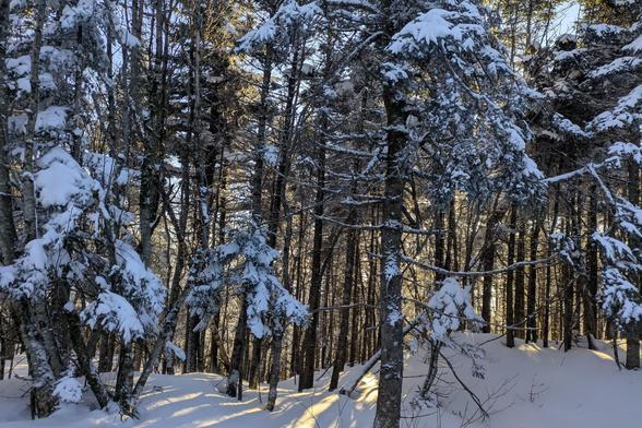 Dense conifer forest with golden sky behind.