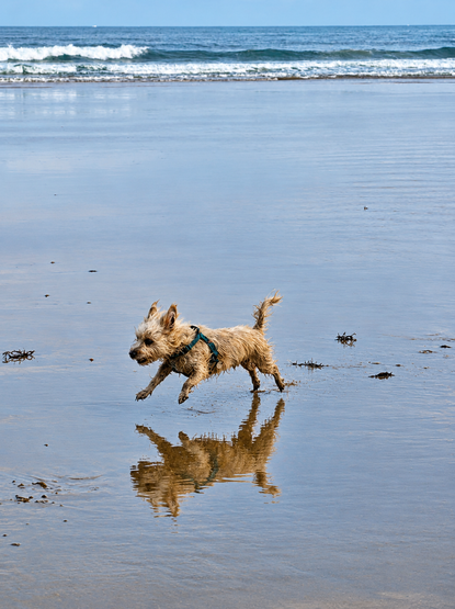 Hund Henri springt auf nassen Sand und spiegelt sich darin.
