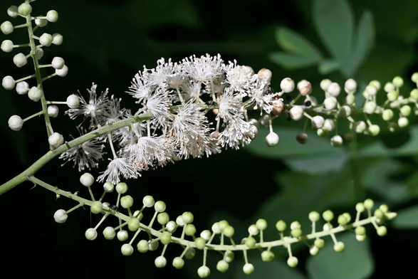 Close-up of a green plant stem with clusters of small white buds and delicate white, feathery flowers against a dark blurred background.