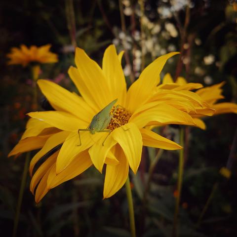A huge green kind of grasshopper on a yellow blossom.
