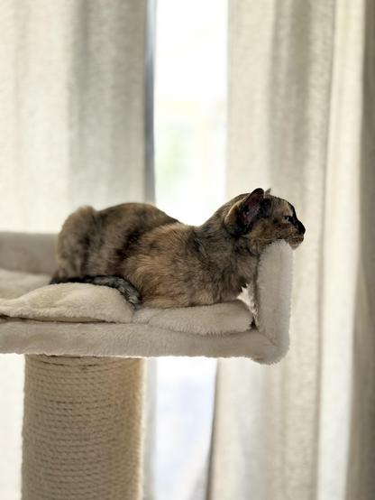 Our burmese cat loafing on her cat bed with her head resting on the wooden side of the bed.