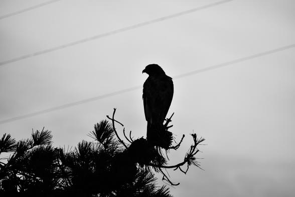 A silhouette of a hawk standing on a high pine branch. The bunches of pine needles are also silhouettes against a cloudy sky background. There a few power line wires crossing diagonally in the background above the hawk, slightly out of focus.

The hawk is standing straight up, but looking sideways, so the head and curved beak stand out.
