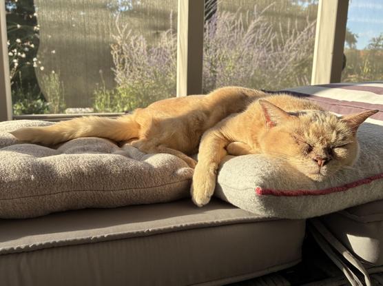 Our blonde girl burmese cat lying outside on the screened porch. She‘s stretched over multiple cushions in the afternoon sun and quite flat because most cats start melting somewhere around 30C.