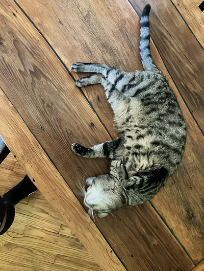 My cat Oliver lying on the table