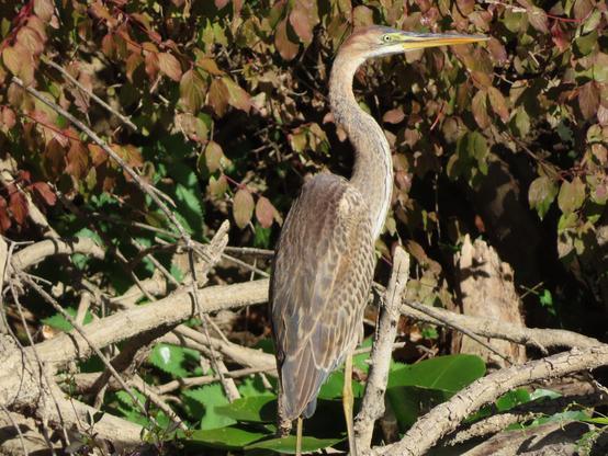 au bord de la Saône, un héron pourpré, devant des branche et feuilles au bord de l'eau. C'est la première fois que j'en vois un.

On the banks of the Saône, a purple heron stands amongst the branches and leaves at the water’s edge. It’s the first time I’ve ever seen one.