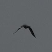 A grey bird seen from behind with fairly long wings turned down, on the left wing a white band is visible.